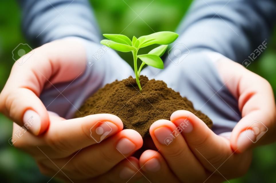 Handen houden groene spruit met grond
