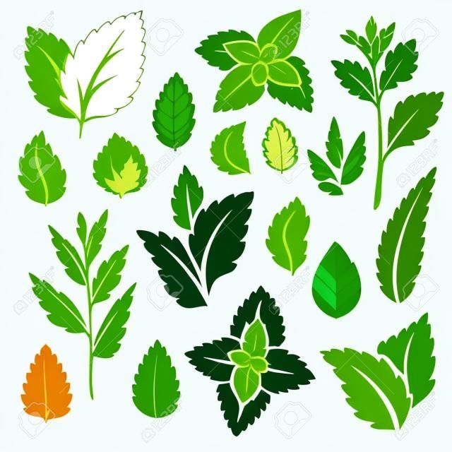 Mint leaves and branches icons set. Vector illustration
