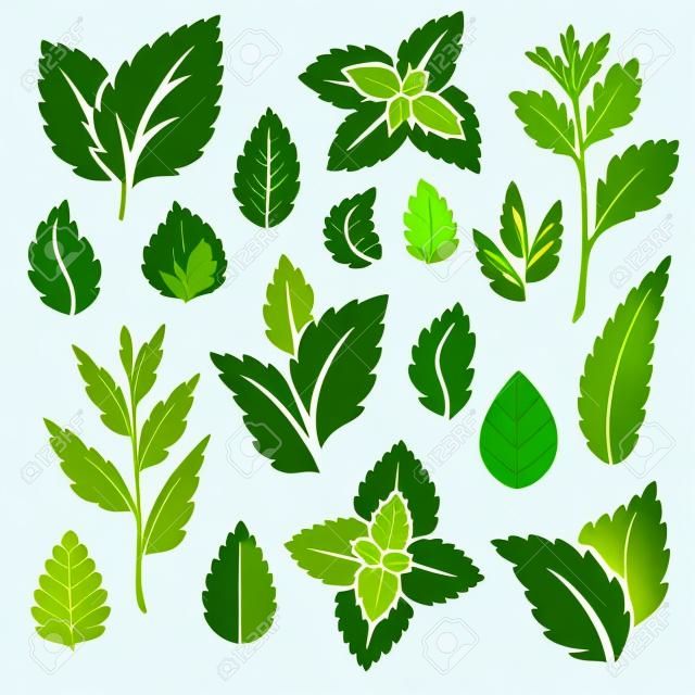 feuilles de menthe et branches icons set. illustration vectorielle