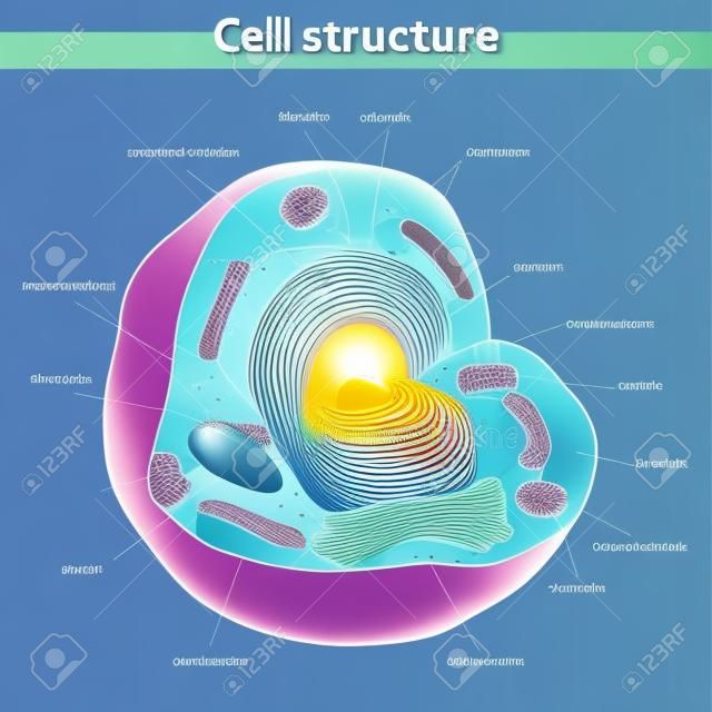 The structure of human cells with description, vector illustration