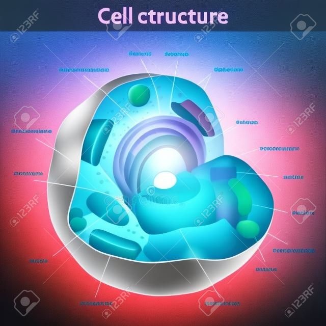 人类细胞结构的描述向量图解