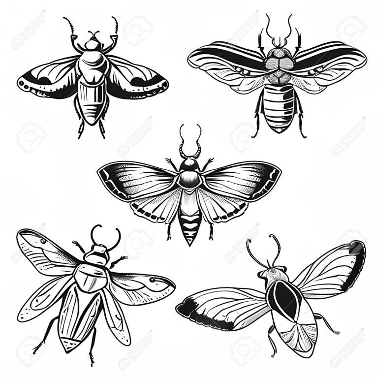 Conjunto de dibujo de tatuaje de escarabajo. Ilustración de escarabajo