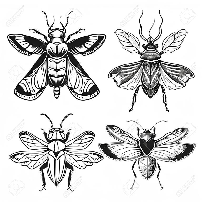 Beetle bug tattoo drawing set. Scarab bug illustration