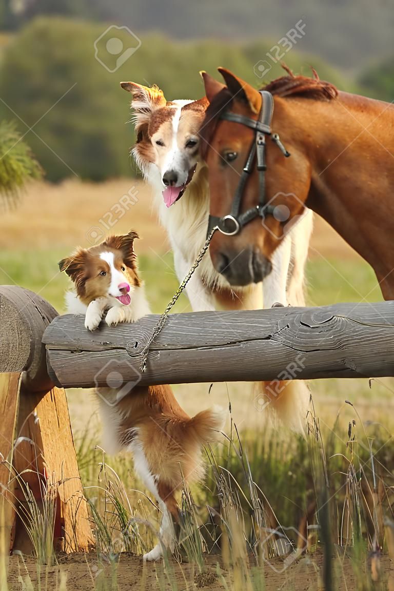 紅色的邊境牧羊犬的狗和馬一起在夕陽夏天