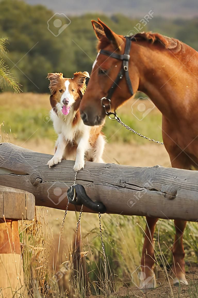 紅色的邊境牧羊犬的狗和馬一起在夕陽夏天
