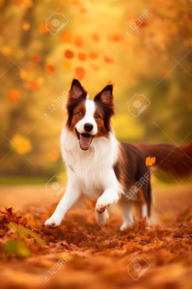 joven perro border collie rojo juega con las hojas en otoño