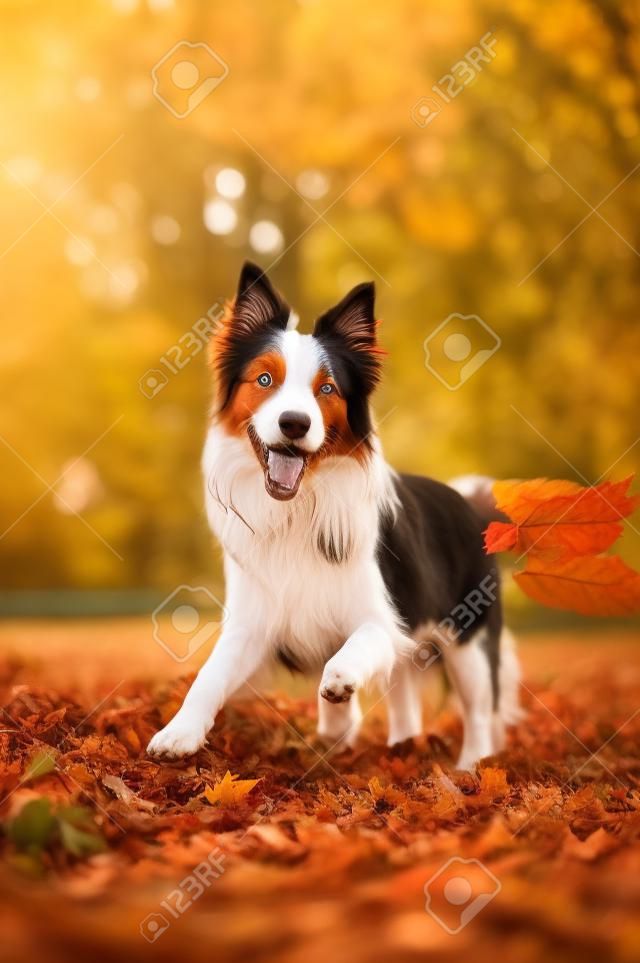 Молодой красный колли собака играет с листьями осенью