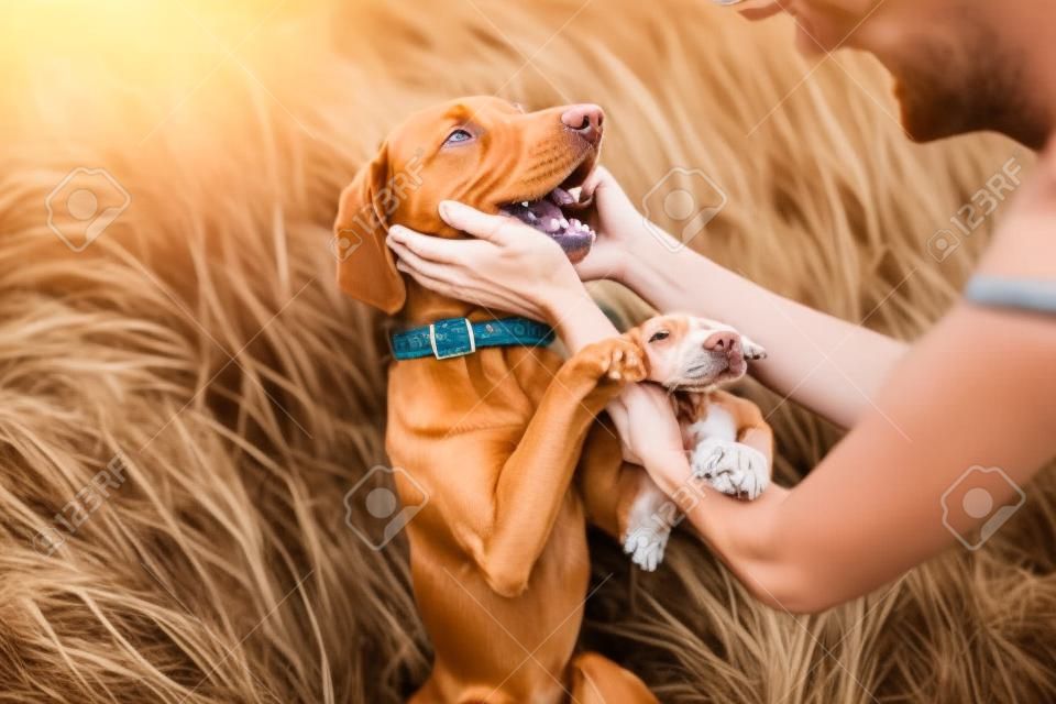 happy vizsla dog portrait with owner petting him