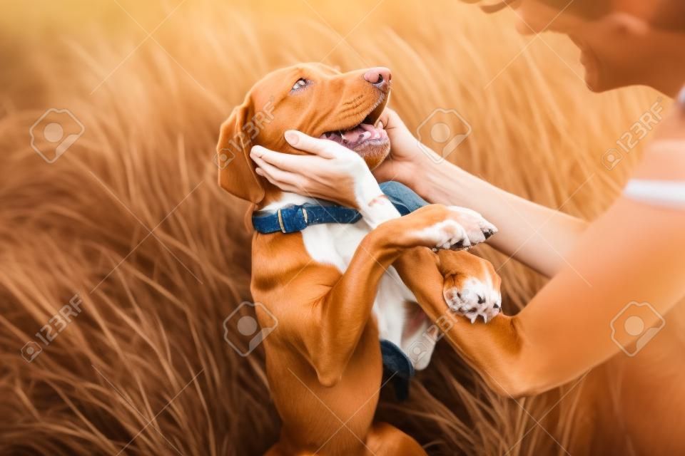happy vizsla dog portrait with owner petting him