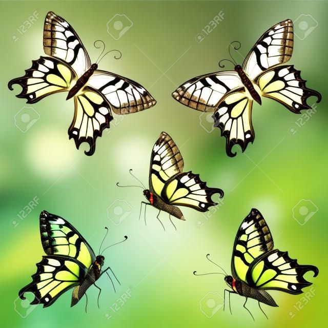 gracieuses papillons tropicaux