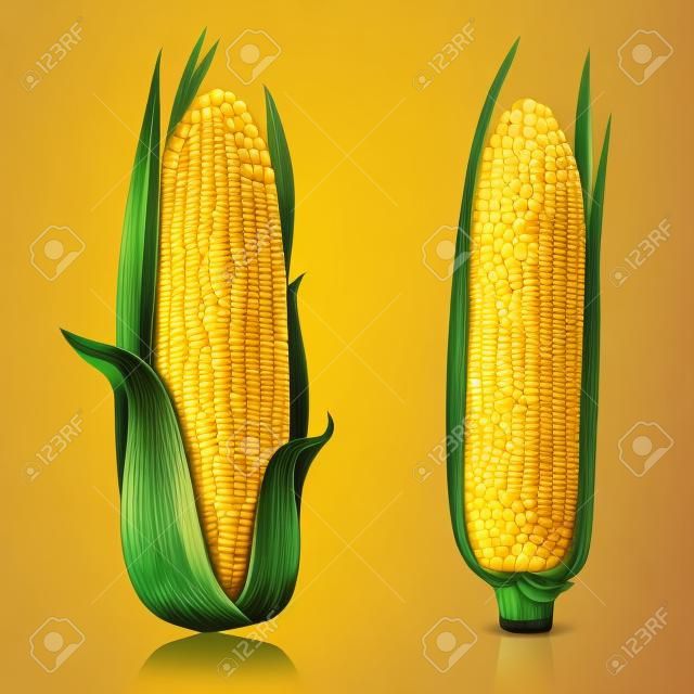 Rijp maïs op de kolf