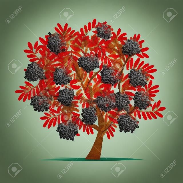 Rowan drzewa z jagodami dla projektu