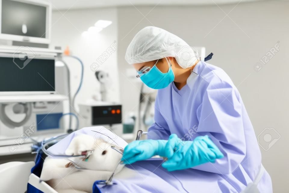 vétérinaire ou médecins pratiquant une intervention chirurgicale à la clinique. concept de médecine, animal de compagnie, animaux, soins de santé et personnes