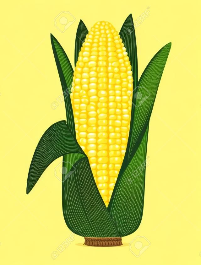 Espiga de trigo con hojas de cerca. Mazorca de maíz aislado en el fondo blanco. Ilustración vectorial cualitativa para la agricultura, las verduras, la cocina, la comida sana, la gastronomía, Olericultura, etc.