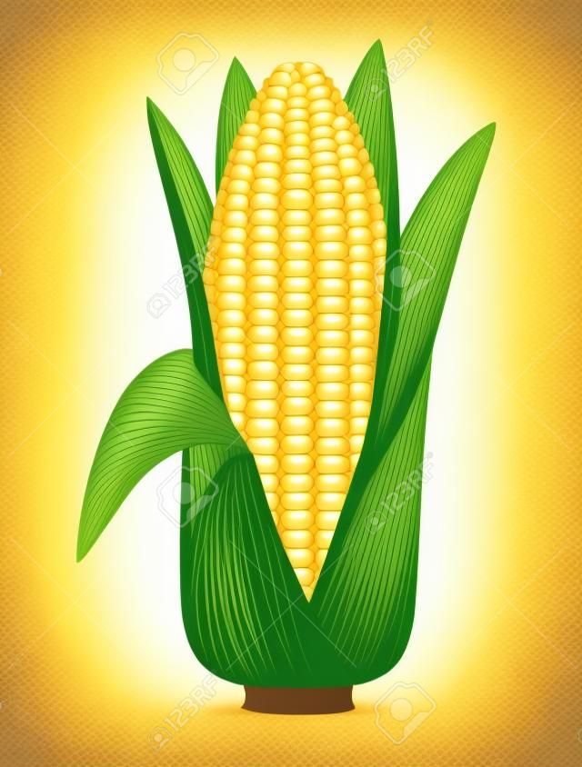 Ucho kukurydzy z liśćmi bliska. Kolby kukurydzy na białym tle. Jakościowa ilustracji wektorowych dla rolnictwa, warzyw, gotowanie, zdrowej żywności, gastronomii, olericulture, itp