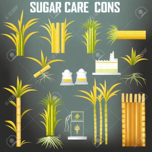 vetor de ícones de cana-de-açúcar.