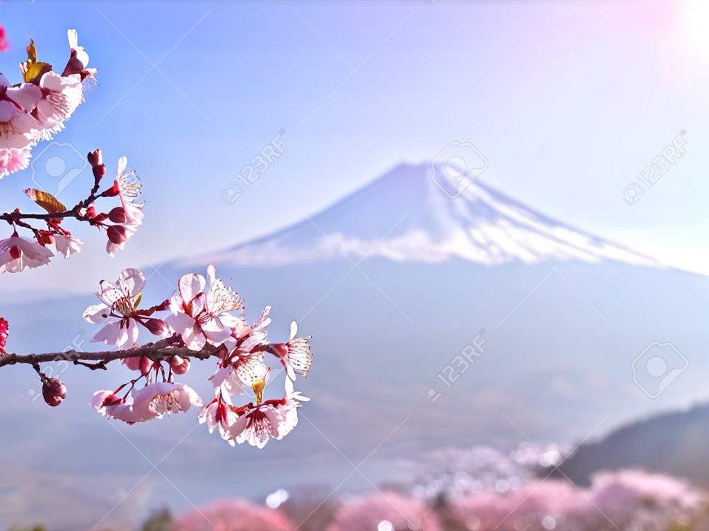 후지산과 가와구치 호수를 배경으로 일본 벚꽃이 만발합니다.