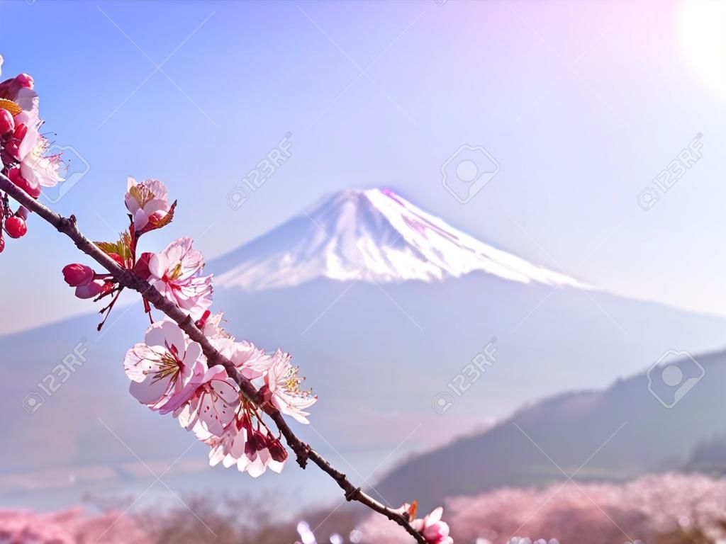 Japanese sakura cherry blossoms flowers in bloom with the Fuji mountain and Kawaguchi lake in background.