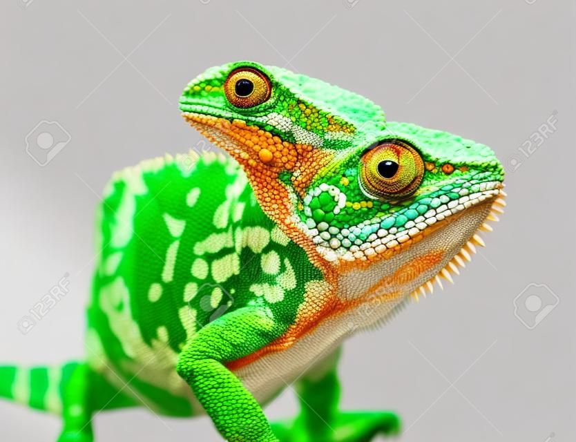 Exotic animal chameleon on a white background.