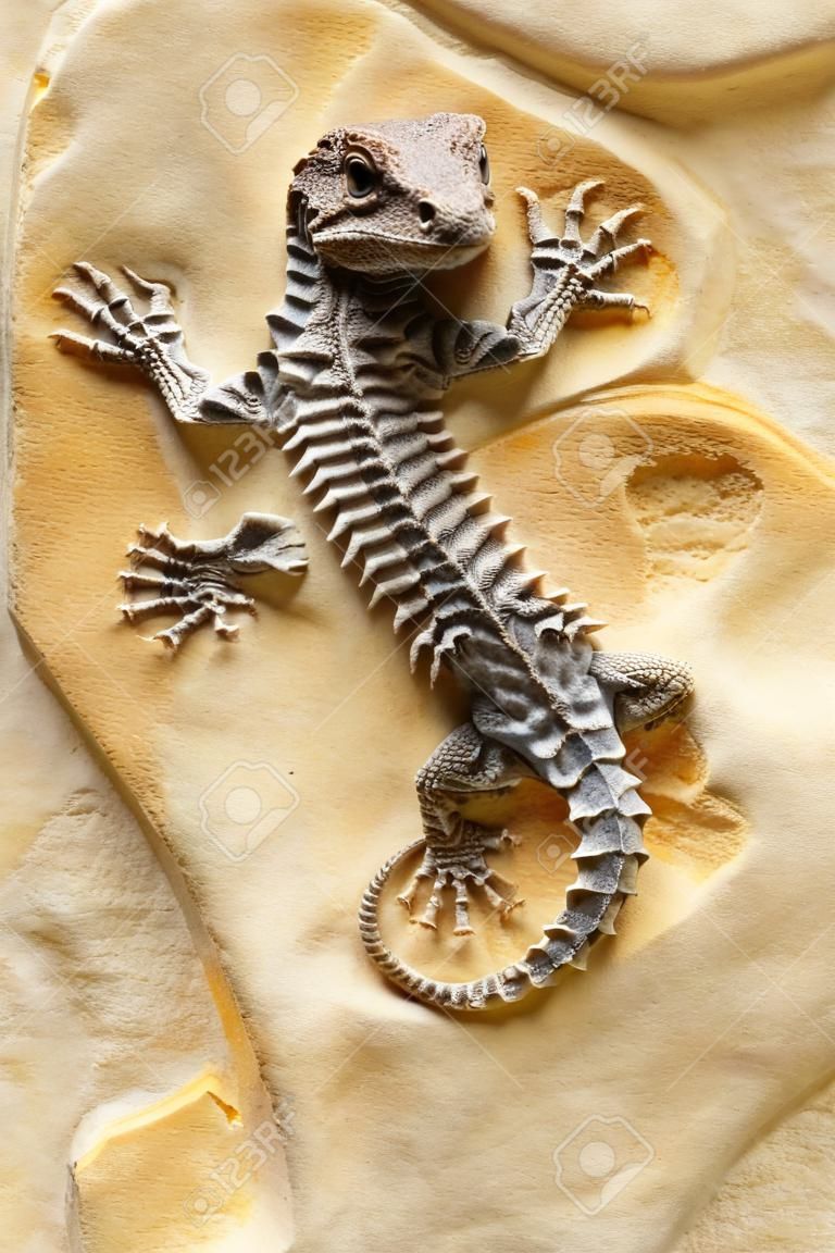 Lucertola fossile antico su sfondo di pietra giallo