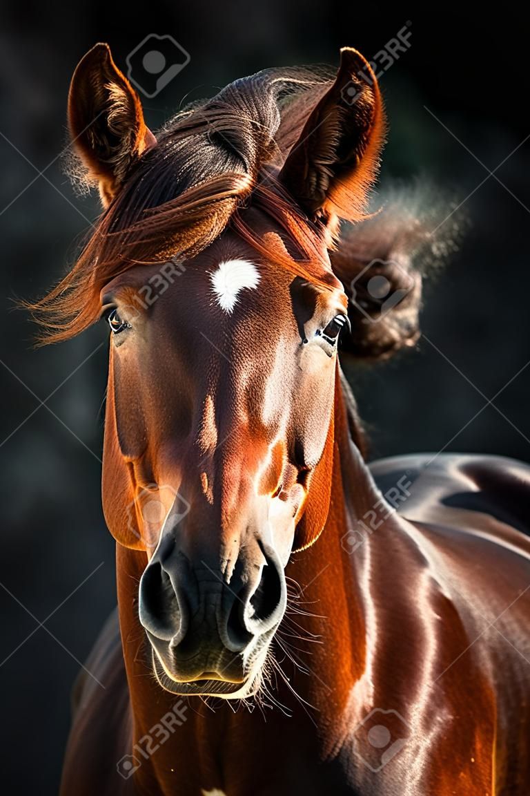 Rood paard met lange manenportret in beweging op dramatische donkere achtergrond