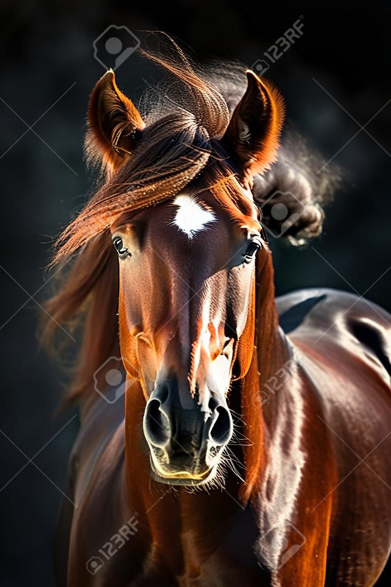 红色的马，鬃毛长，在黑暗的背景下运动。