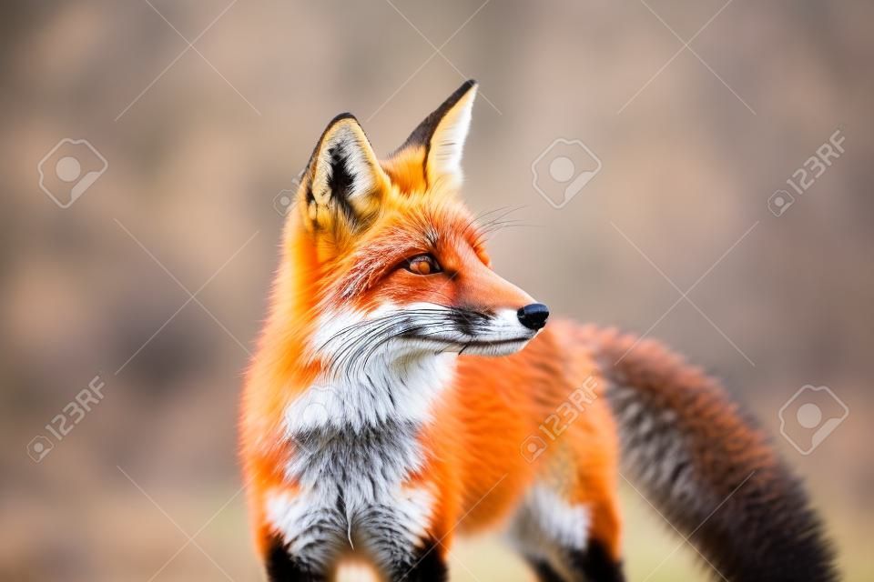 Red Fox - Vulpes vulpes, close-up portrait with bokeh of autumn trees in the background