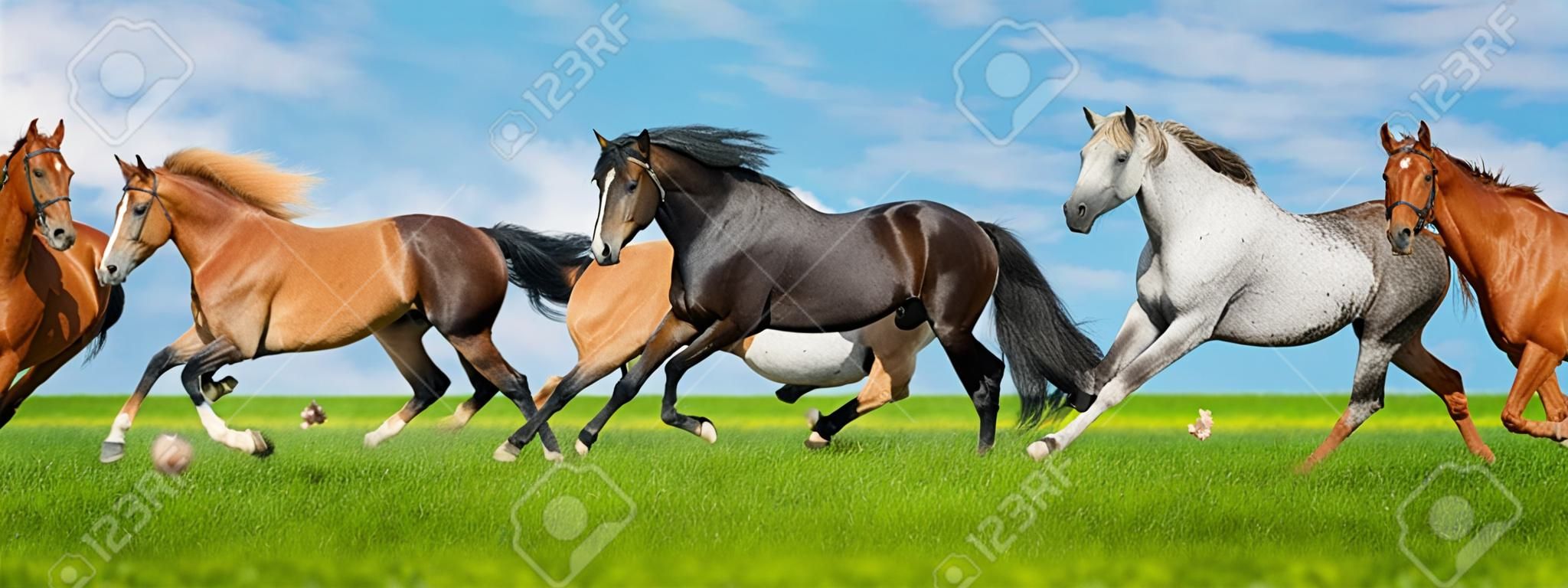 Horses free run gallop i green field with blue sky behind