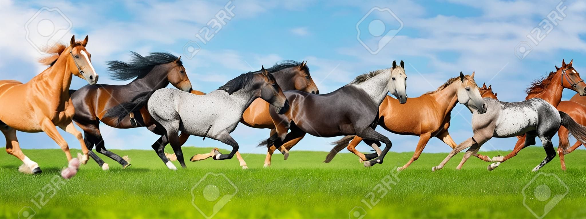 Horses free run gallop i green field with blue sky behind