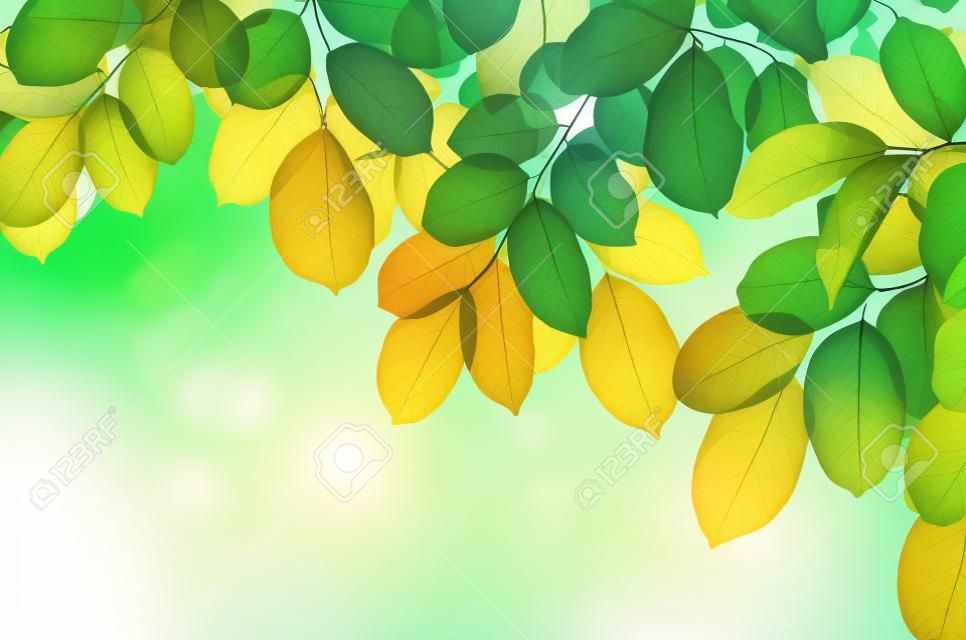 Gyönyörű zöld levelekkel fehér alapon