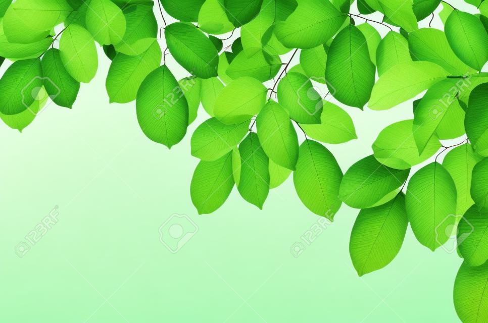 Beyaz zemin üzerine güzel yeşil yapraklar