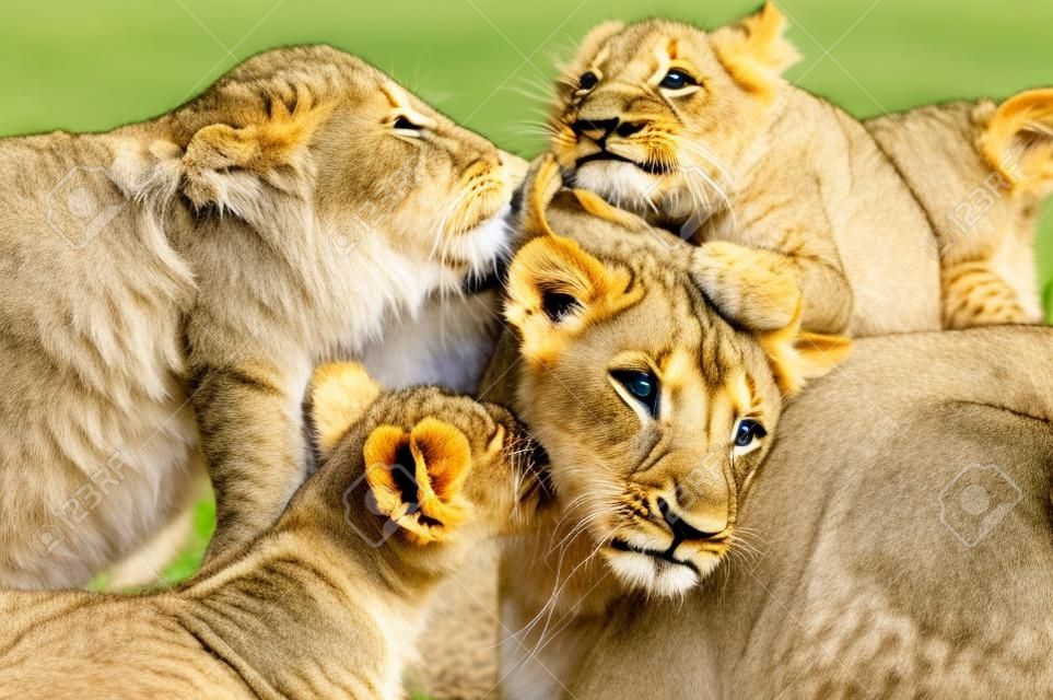 Два маленьких львят играет со своей матерью.
