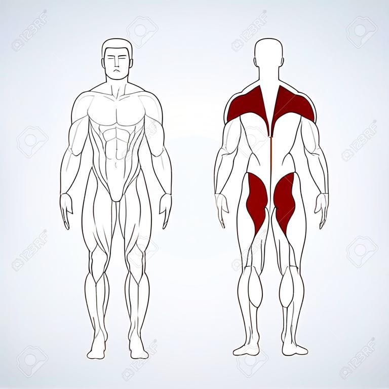 Muskelkörper in voller Länge, Front, hintere Ansicht eines stehenden Mannes, Vektorillustration lokalisiert auf schwarzem Hintergrund