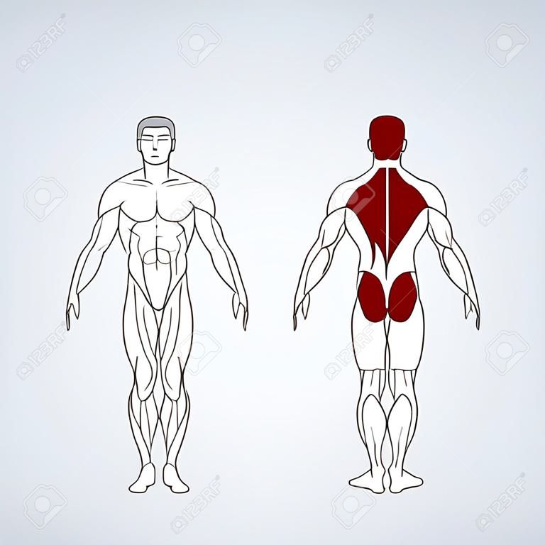 Muskelkörper in voller Länge, Front, hintere Ansicht eines stehenden Mannes, Vektorillustration lokalisiert auf schwarzem Hintergrund