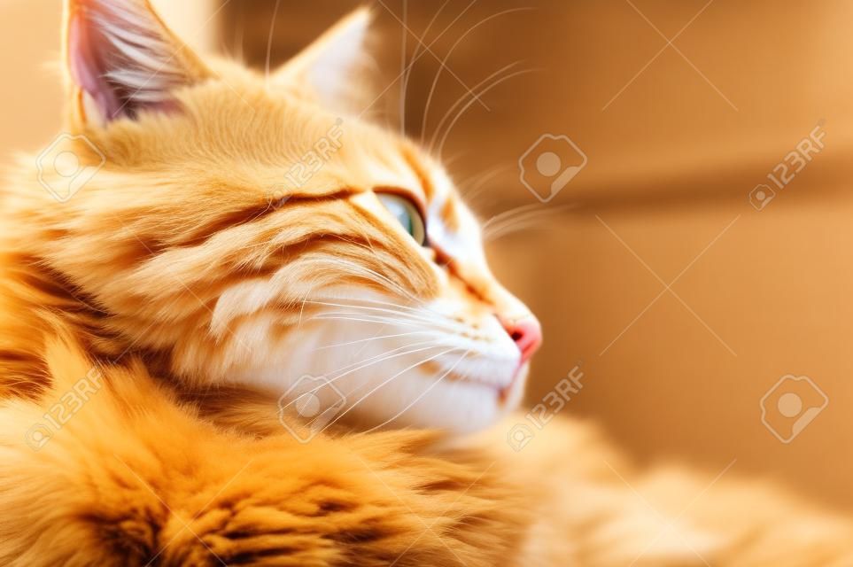 ジンジャーハウス猫、よく維持きれいなふわふわ猫