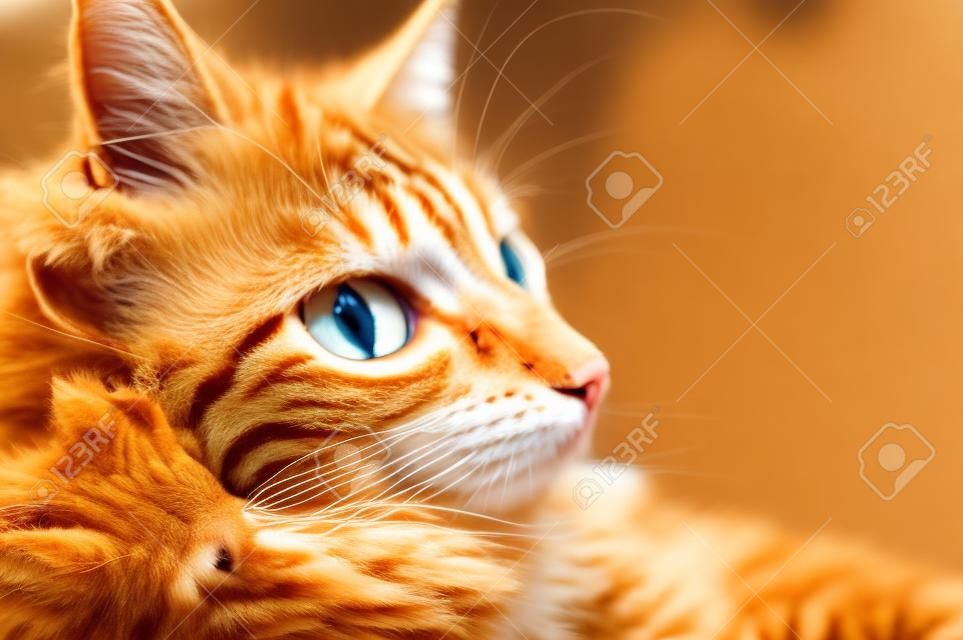 ジンジャーハウス猫、よく維持きれいなふわふわ猫