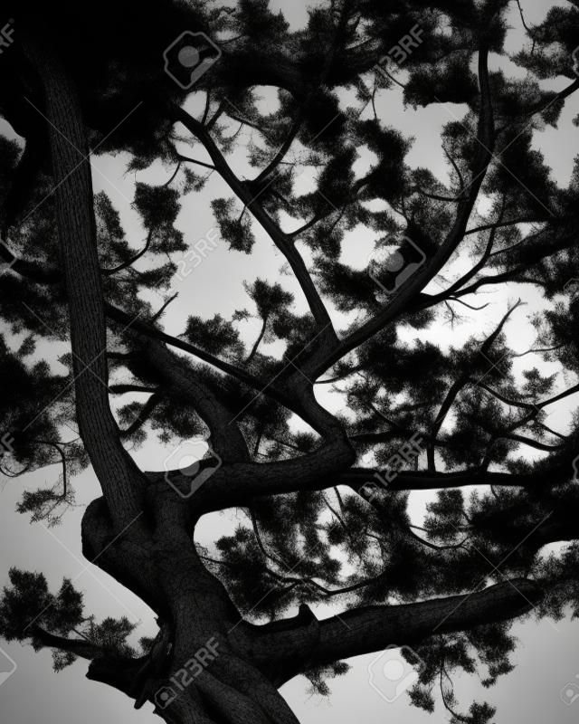 Streszczenie sylwetka drzewa sosnowe gałęzie drzewa czarny biały Obraz