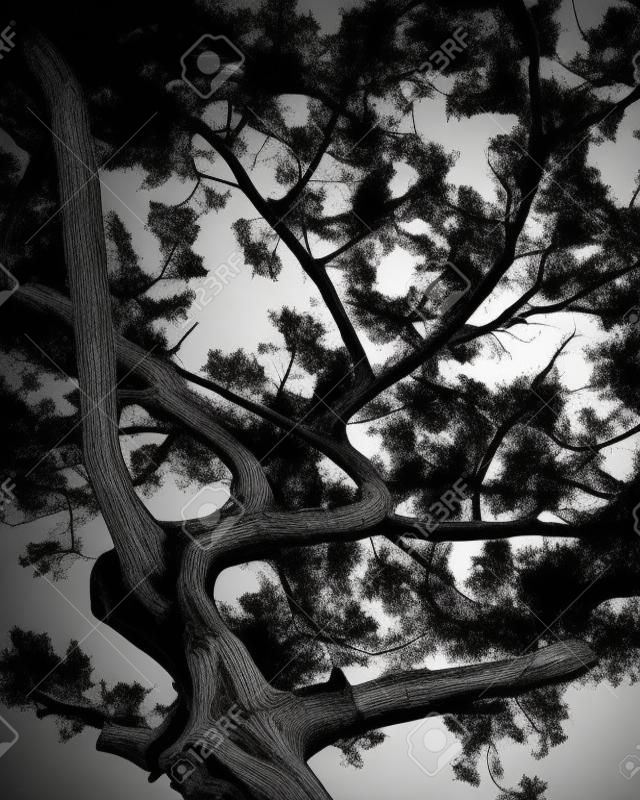 Streszczenie sylwetka drzewa sosnowe gałęzie drzewa czarny biały Obraz