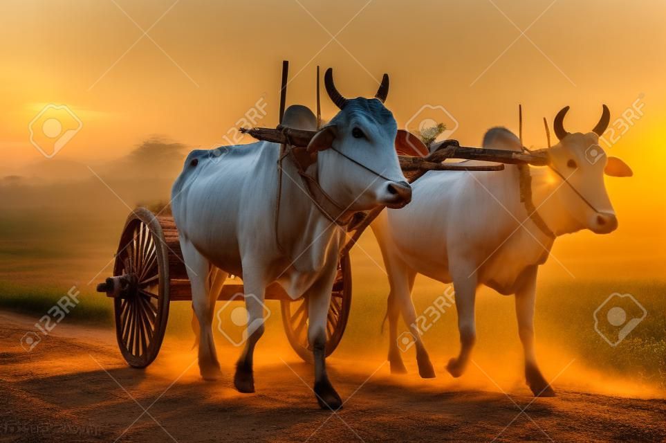 Amazing asian rural landscape with two white oxen pulling wooden cart with hay on dusty road at sunset. Bagan, Myanmar (Burma)