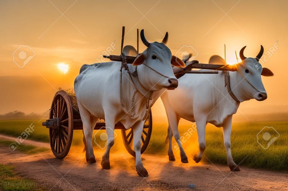 ほこりっぽい道の夕暮れ時花粉入木製カートを引いて 2 つの白い牛と素晴らしいアジア農村風景。バガン、ミャンマー (ビルマ)