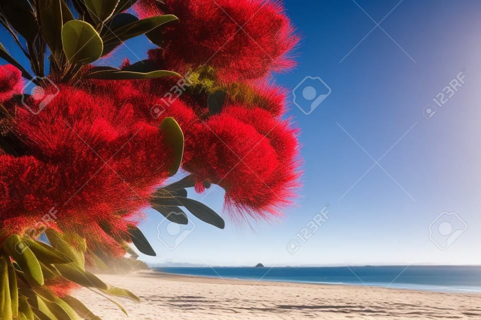 Pohutukawa árvore flores vermelhas praia arenosa no Monte Maunganui, Nova Zelândia