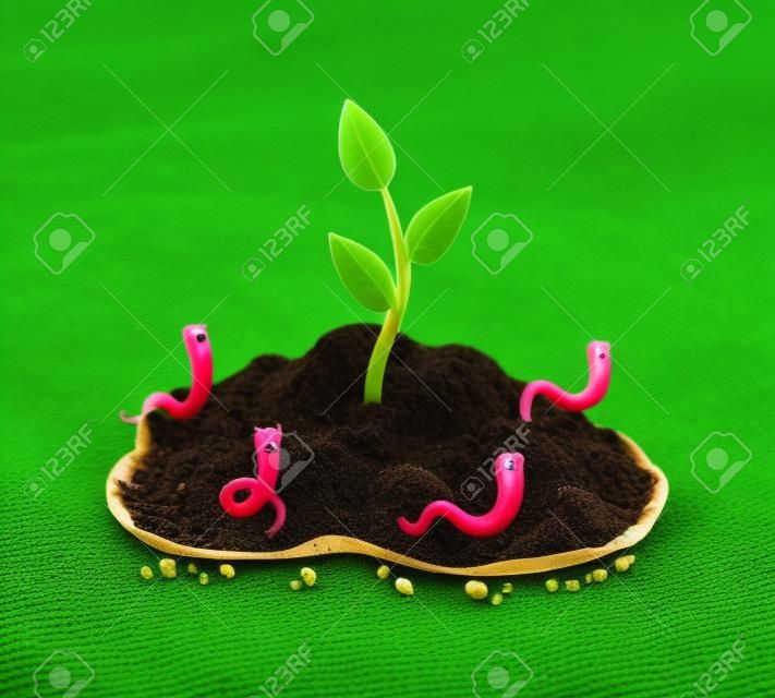 Kleine plant groeit in de grond en aardworm. Worm en jonge groene plant.