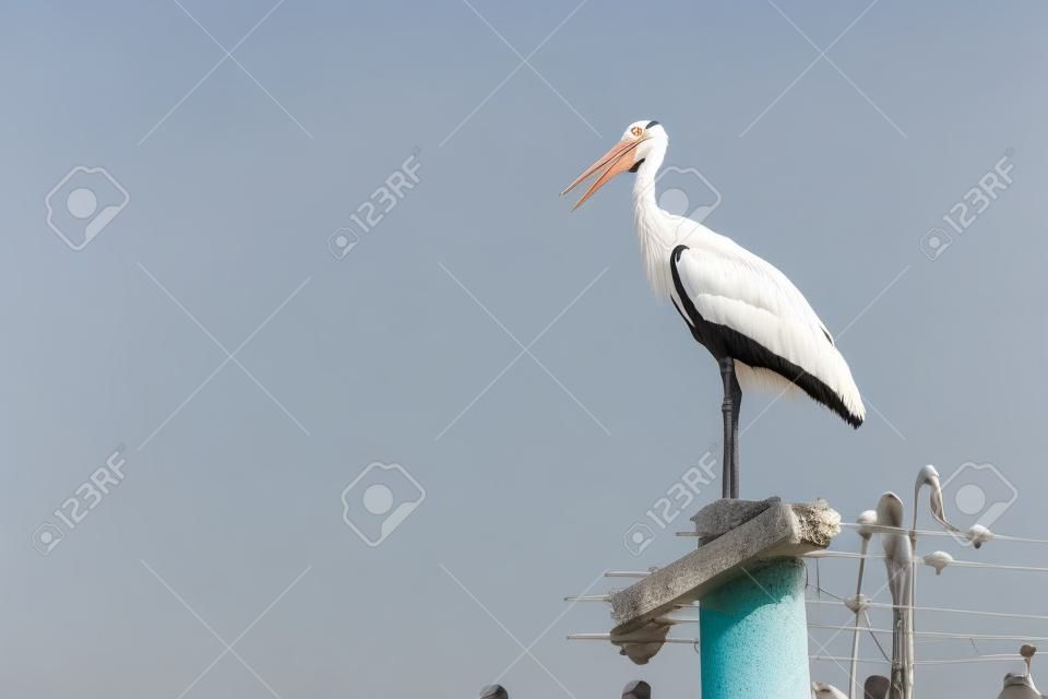 A stork standing on the top of a concrete column.