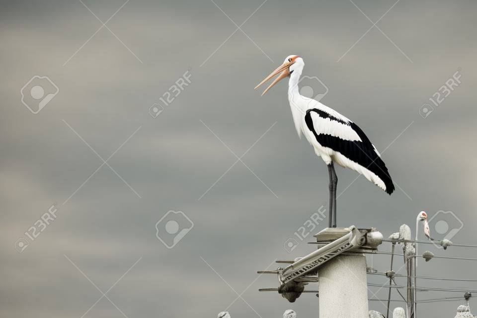 A stork standing on the top of a concrete column.