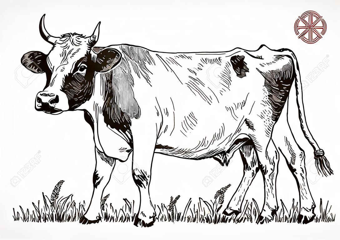 Allevamento mucca, zootecnia, bestiame. Illustrazione vettoriale.