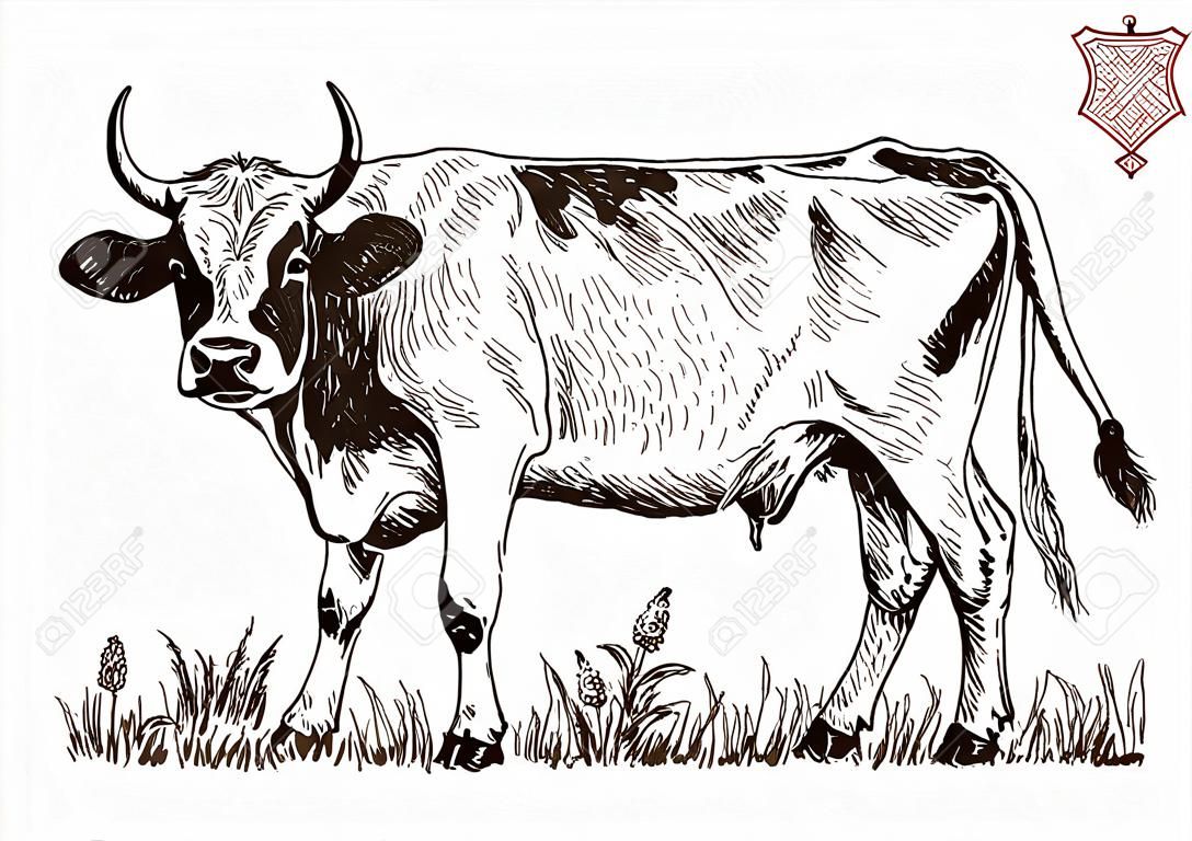 Allevamento mucca, zootecnia, bestiame. Illustrazione vettoriale.