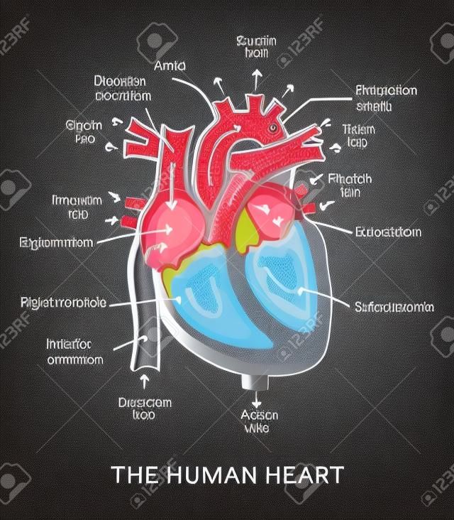 partes del corazón etiquetadas