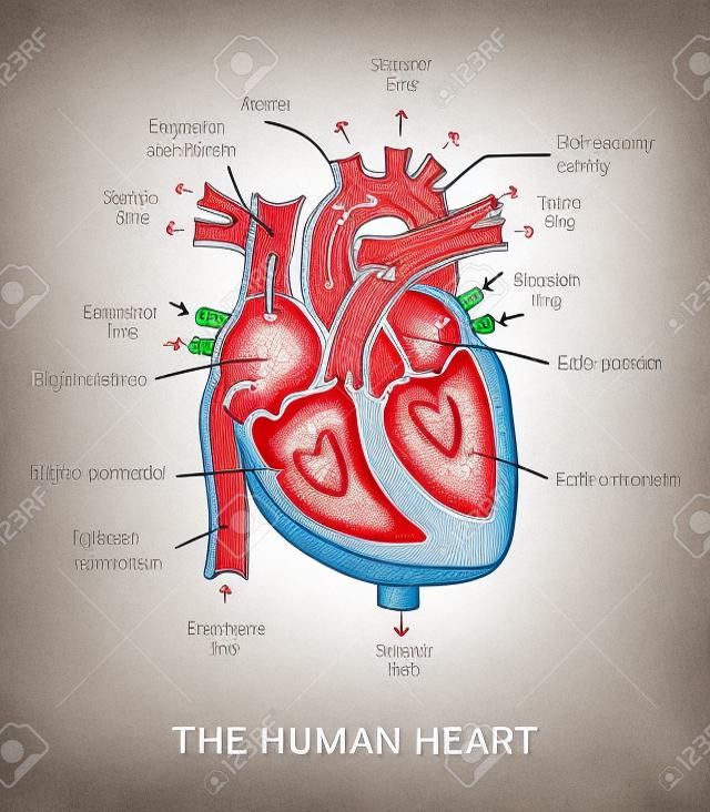 partes del corazón etiquetadas