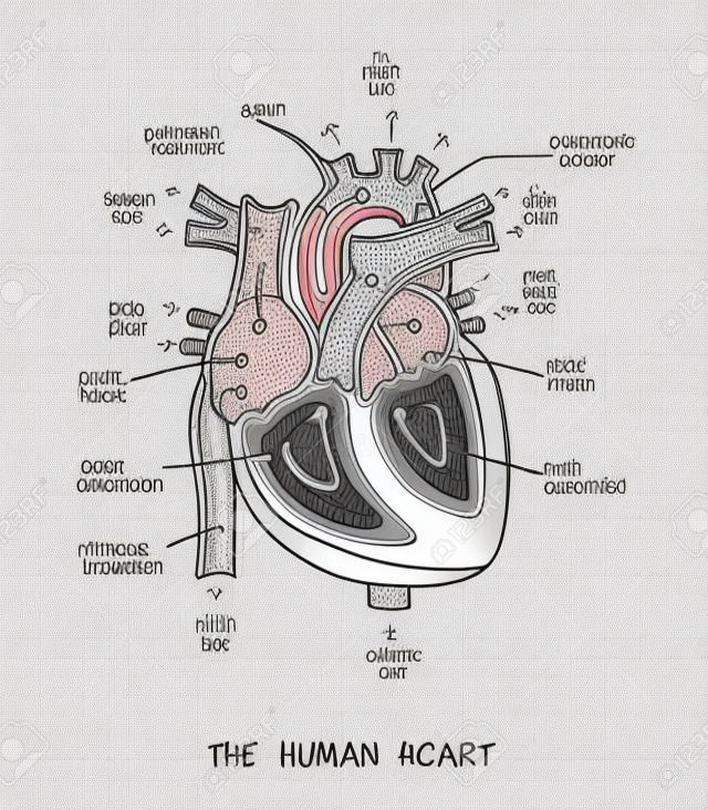 Szkic anatomii ludzkiego serca, linii i koloru na tle w kratkę. Schemat edukacyjny z odręcznymi etykietami głównych części. Ilustracja wektorowa łatwa do edycji