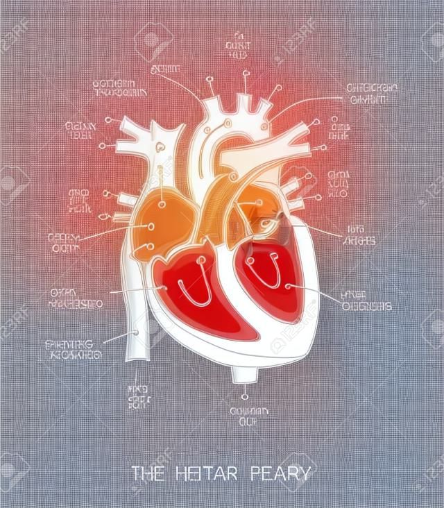 Szkic anatomii ludzkiego serca, linii i koloru na tle w kratkę. Schemat edukacyjny z odręcznymi etykietami głównych części. Ilustracja wektorowa łatwa do edycji